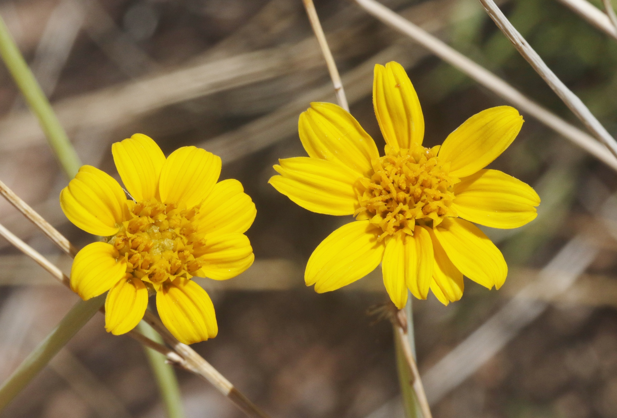 two specimens of the red rock sunflower in bloom.