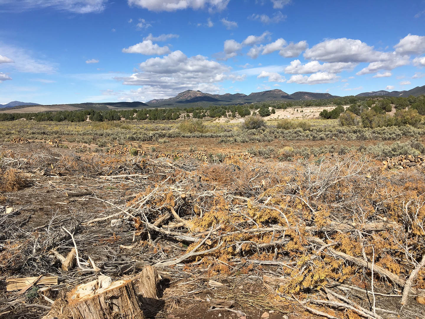 Pinyon-Juniper Encroachment Project