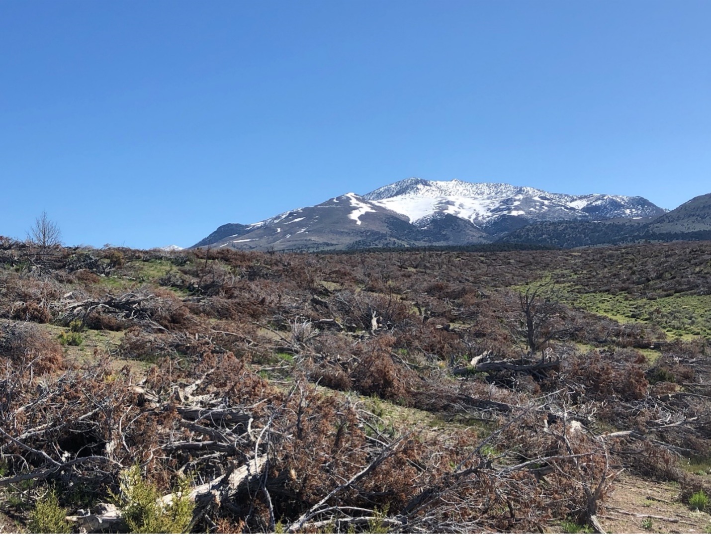 Photo of the Ruby Lake Estates project pre-treatment.