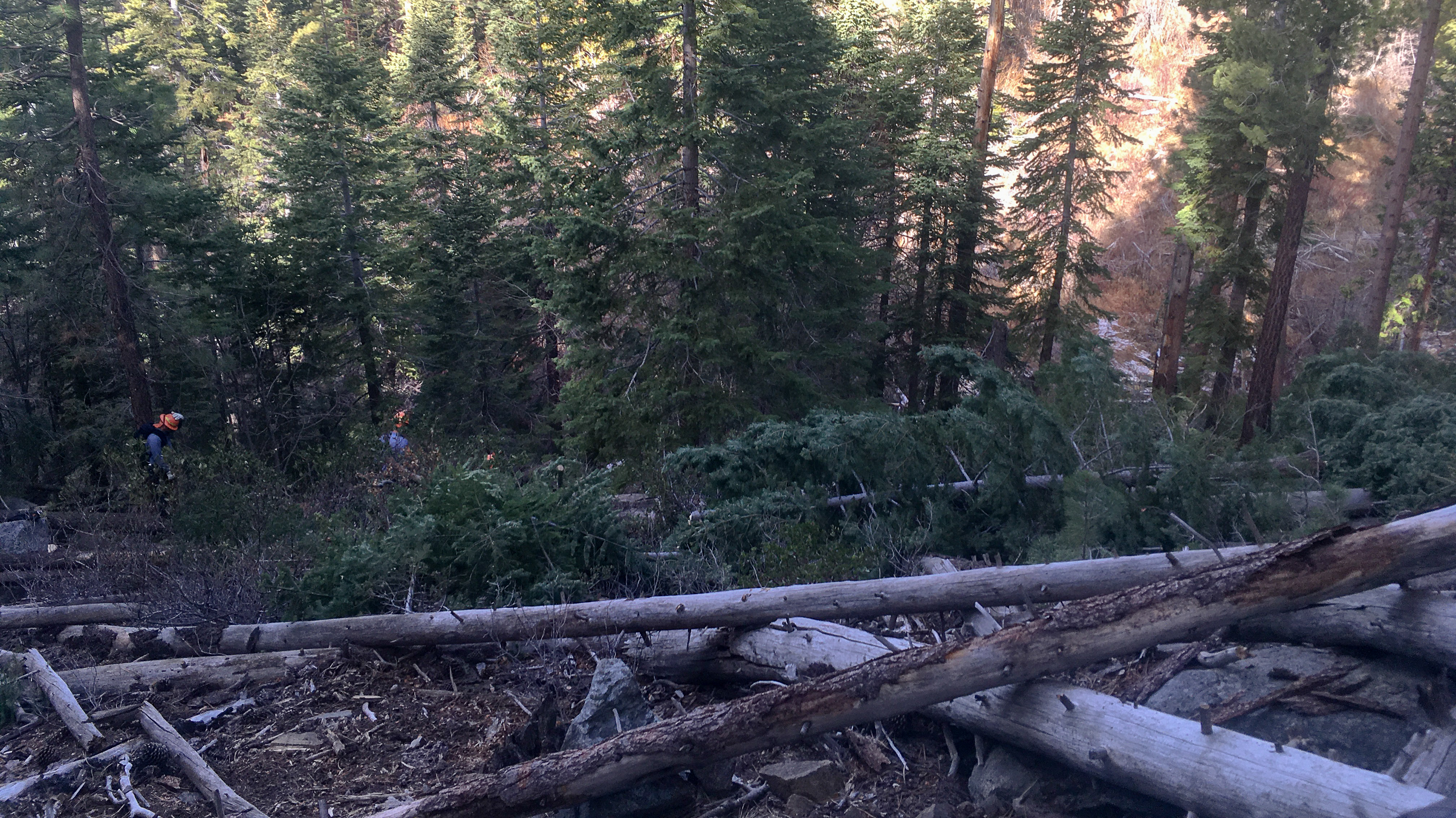 Dead tree trunks and brush are crisscrossed on the  forest floor in Lot X. Green trees are visible in the background, bordering the area where NDF crews cable yarded the dead and down fuels, to improve forest health and resilience. 