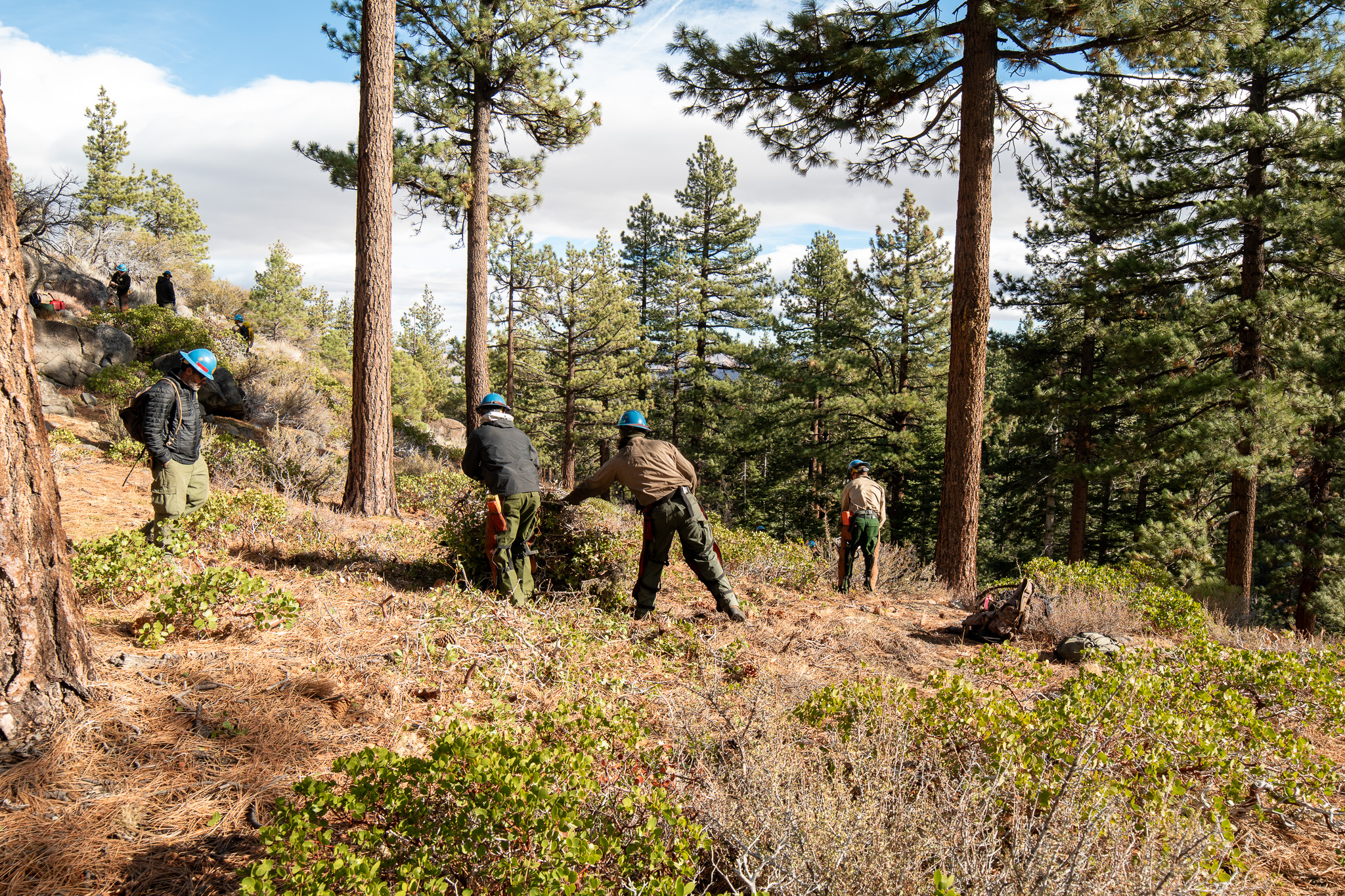 Members of Marlette Peak cut down Manzanita brushes at Galena Creek Regional Park.