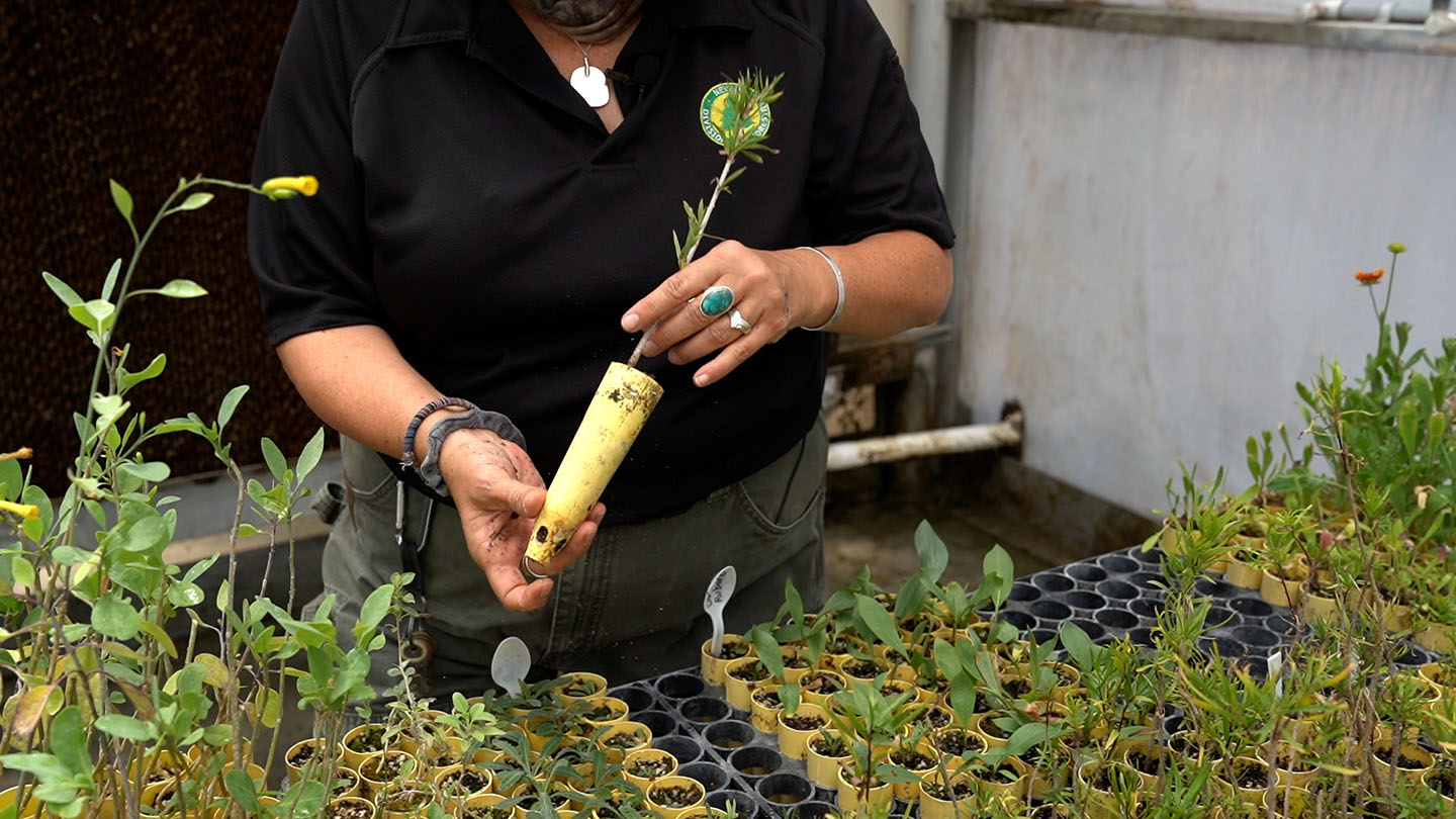 Photo of Las Vegas Nursery staff member holding a small plant.