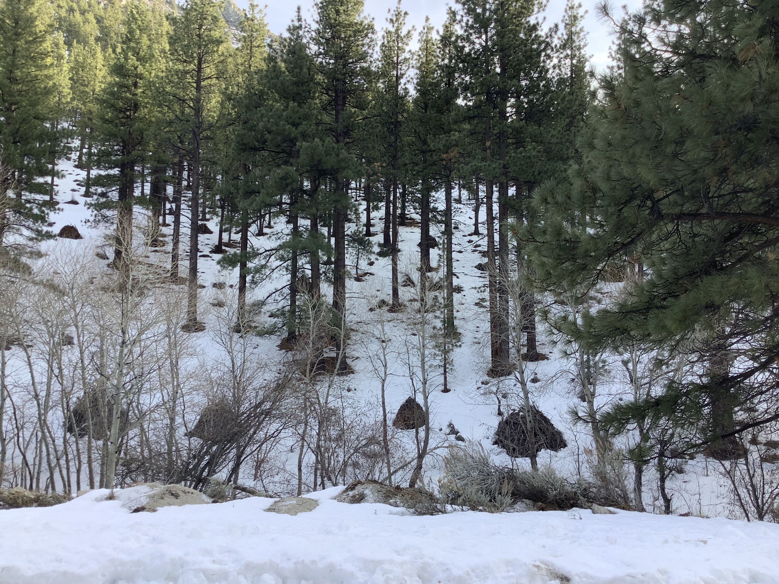 Pile burning is a type of prescribed burn, where logs and other dead and down vegetation, shrubs, and debris are put into piles, which will be burned once conditions are met. This image shows several piles.